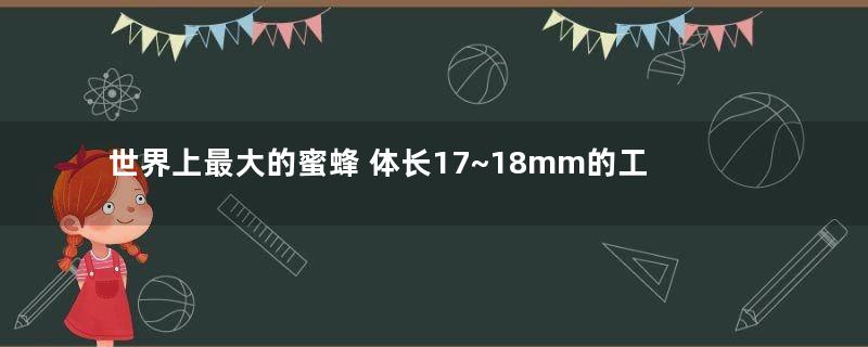 世界上最大的蜜蜂 体长17~18mm的工蜂